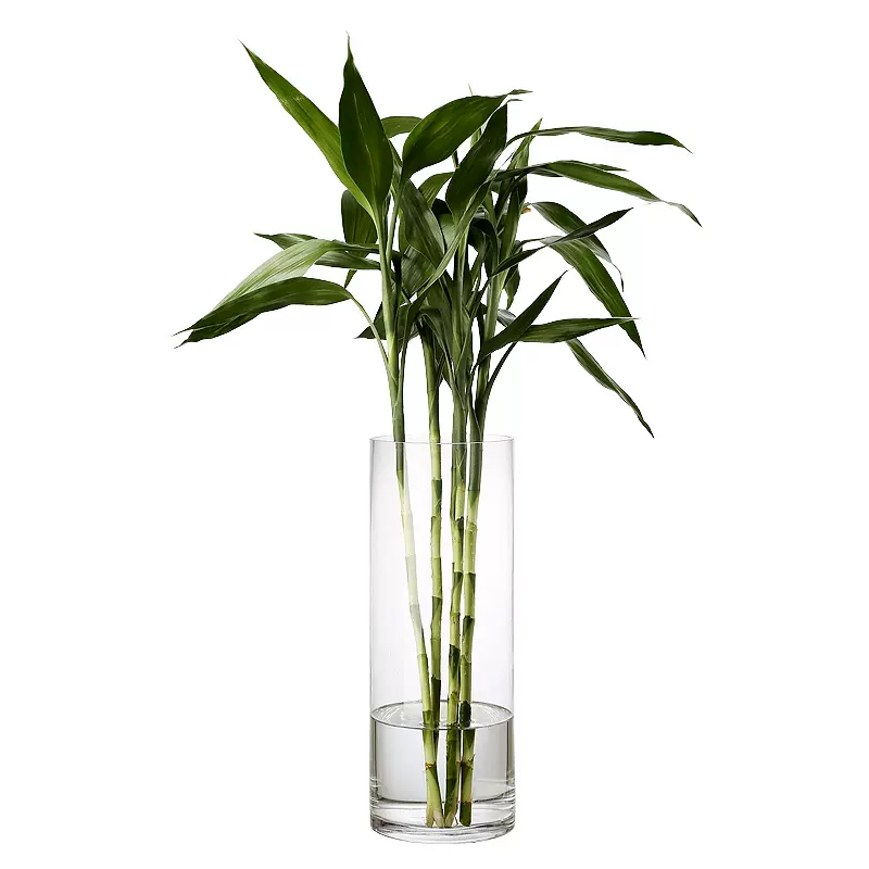 Hộ gia đình giàu có Lọ tre tre cao 35cm với ống tre thủy tinh thủy canh trong suốt chuyển chai lớn - Vase / Bồn hoa & Kệ