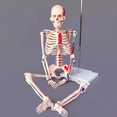 Mô hình khung xương toàn thân người cao cấp 180cm Bộ xương 1: 1 cấu trúc khung xương cột sống khung xương khớp hoạt động mạch máu - Chế độ tĩnh